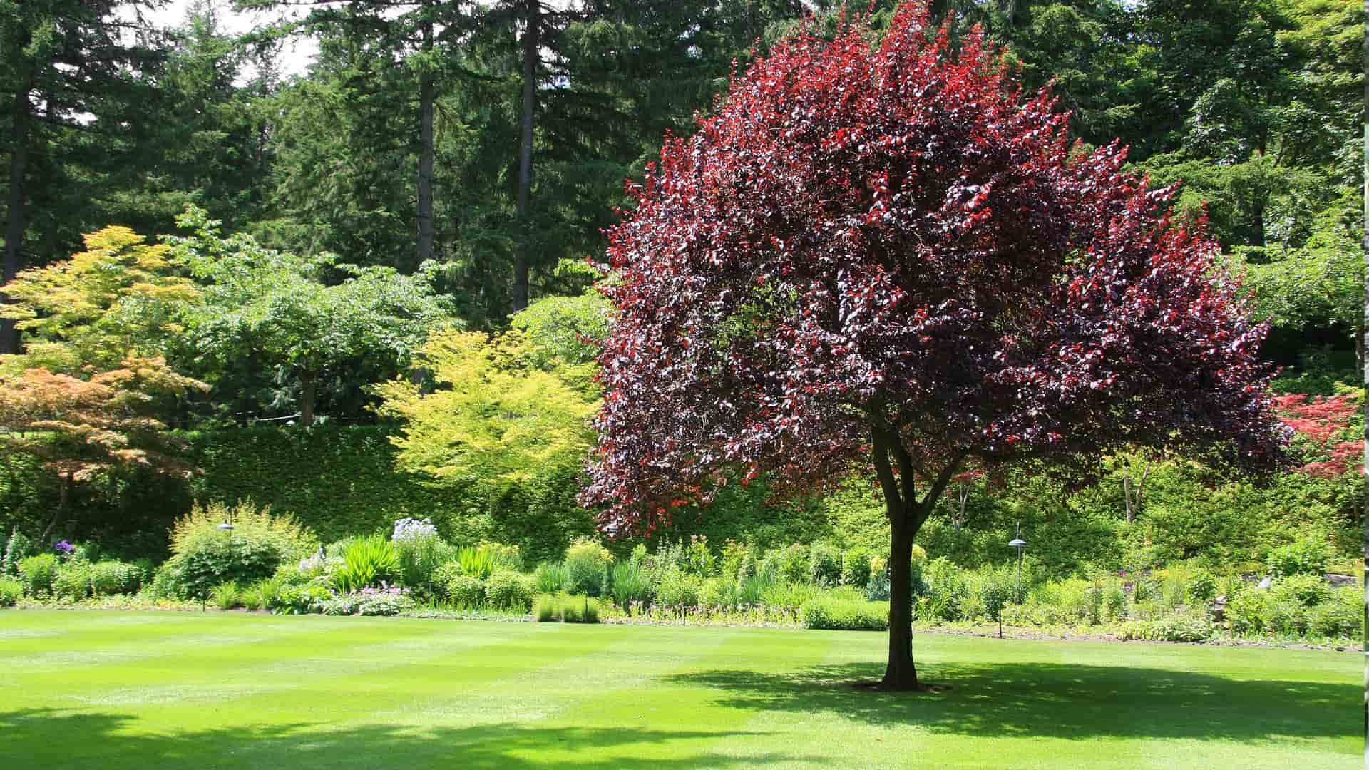 Tree And Lawn Banner Image