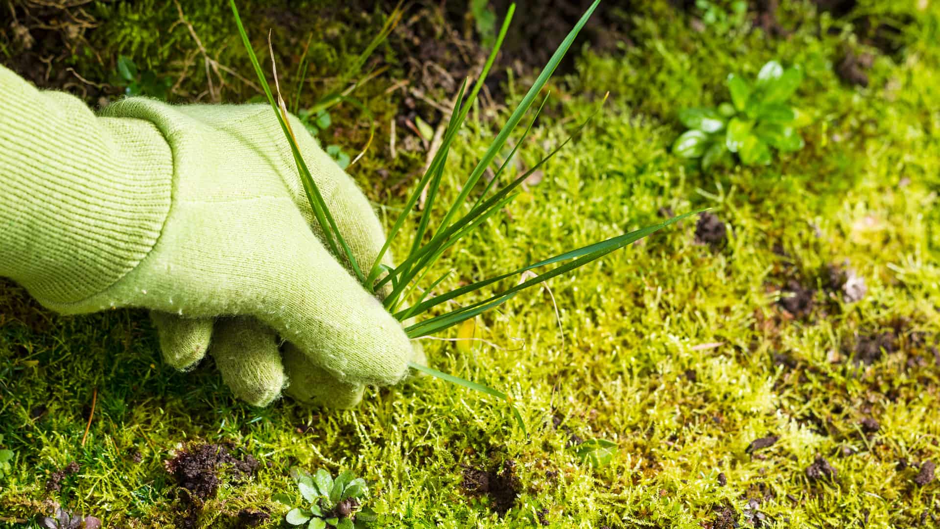 Pulling Weeds Banner Image