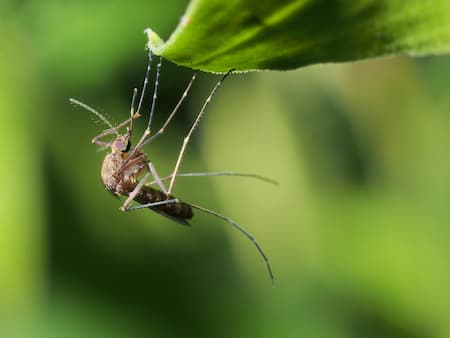 Effective Mosquito Control for a More Comfortable Outdoor Space