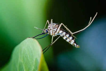 How to Prepare Your Yard for Mosquito Season in Willow Springs