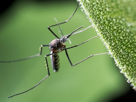 Mosquito Season in Raleigh: Why Your Yard May Be Attracting Them