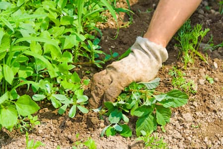 The Importance of Professional Weed Control for a Healthy Lawn