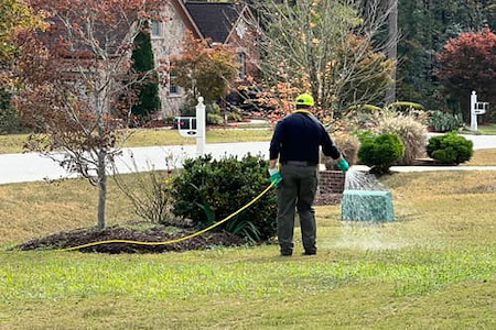 The Most Common Summer Weeds in Raleigh Lawns