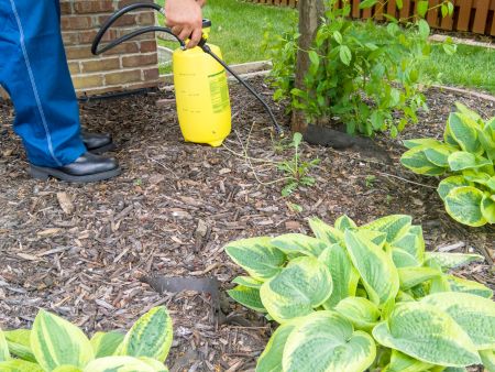 Why Fall Is the Best Time for Weed Control in Raleigh