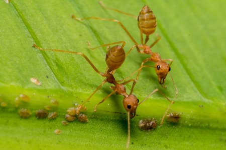 Ant Control
