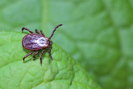 Flea & Tick Control