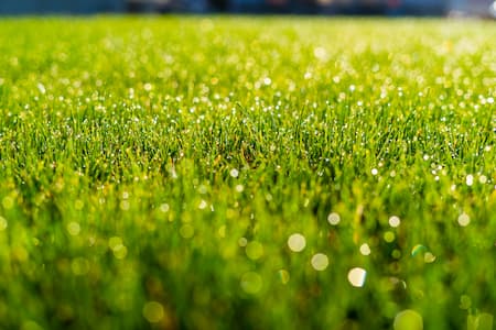 Lawn Fertilization