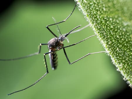 Mosquito Control